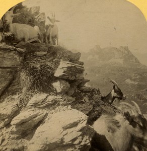 Switzerland Alps Goats Ziegen old Gabler Stereo Photo 1885