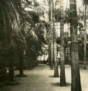 France Paris Snapshot Acclimatation Garden old NPG Stereo Photo 1900