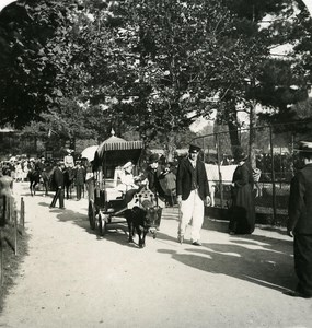 France Paris Zoo Donkey Car Old NPG Stereo Photo 1900