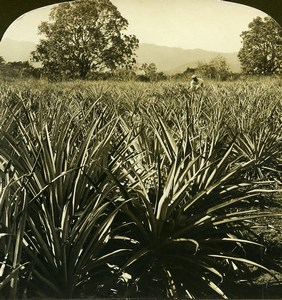 Jamaica a field of Pineapples Old White Stereoview Photo 1900