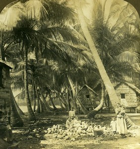 Puerto Rico a home in a Coconut Grove Old RY Young Stereoview Photo 1900