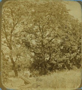 France Trees study Countryside Old Stereo photo 1860